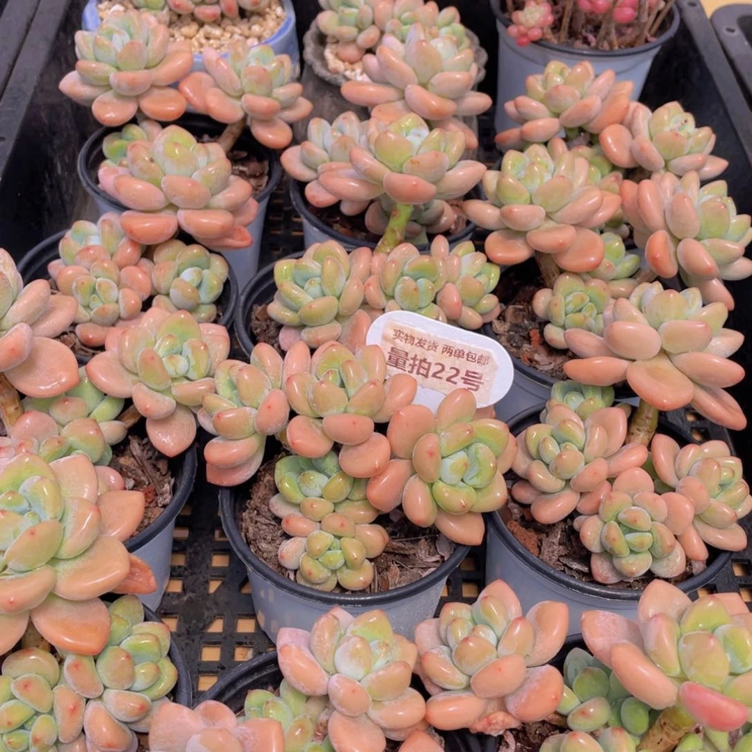 量拍22号 优选红洛神老桩大群生一个