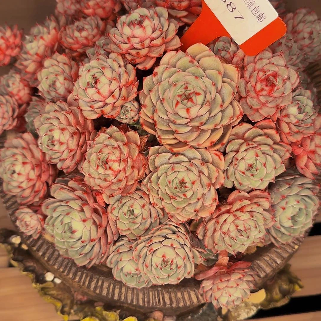 虎***三387啊哈怕他爸爸吧