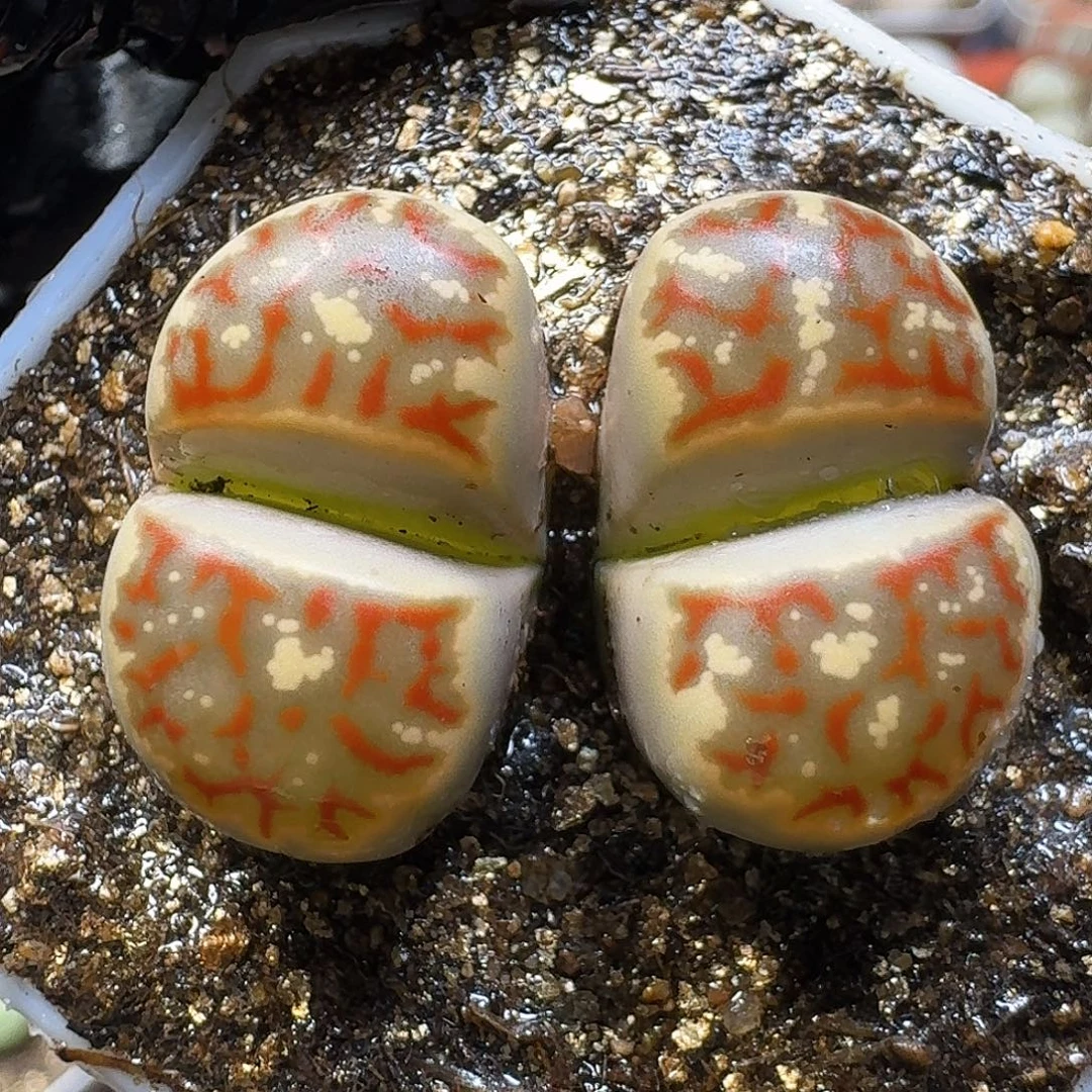 生石花111111。  118