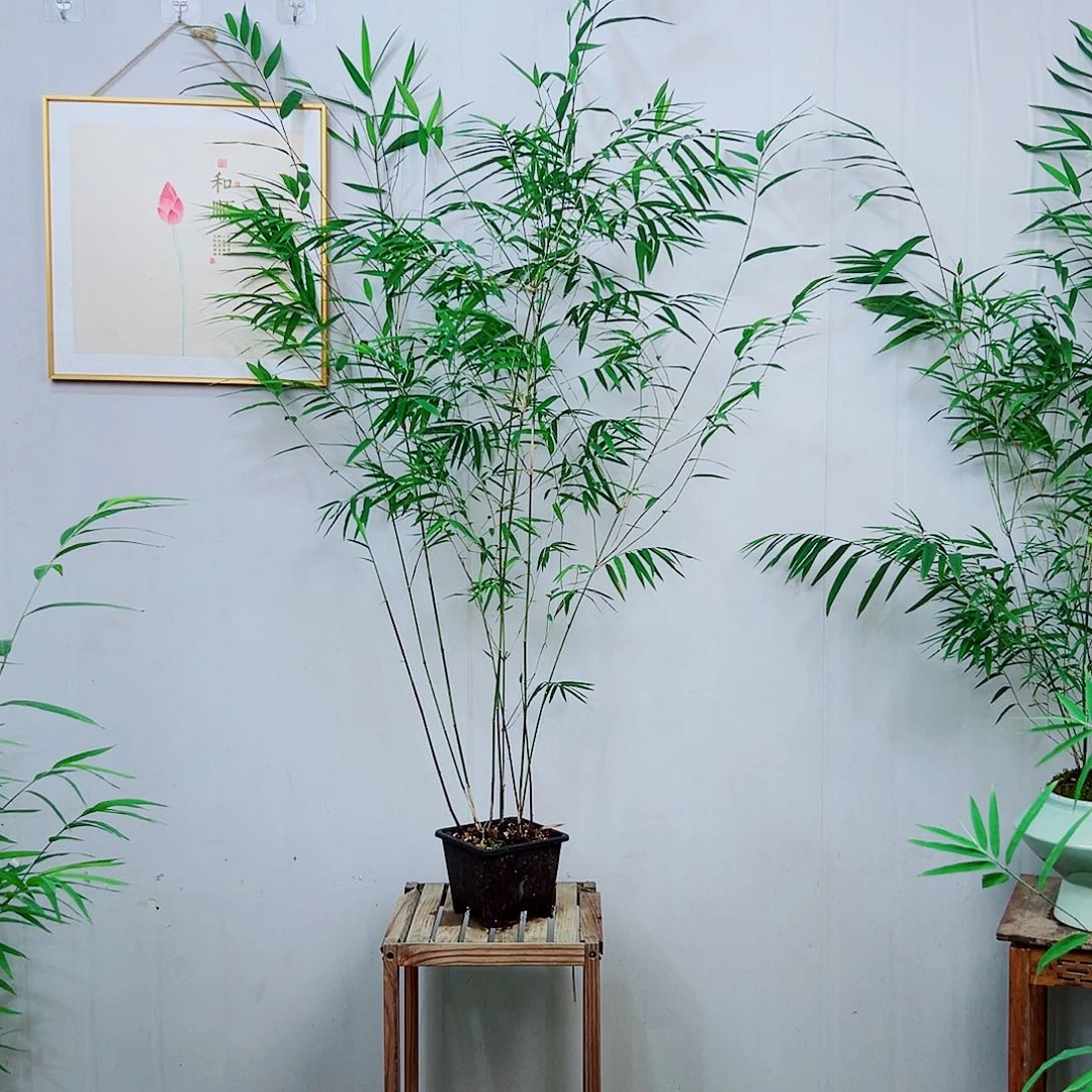 不开花植物内门竹