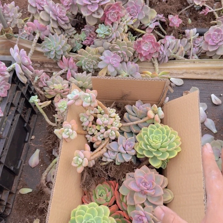 满满一箱地栽小老桩