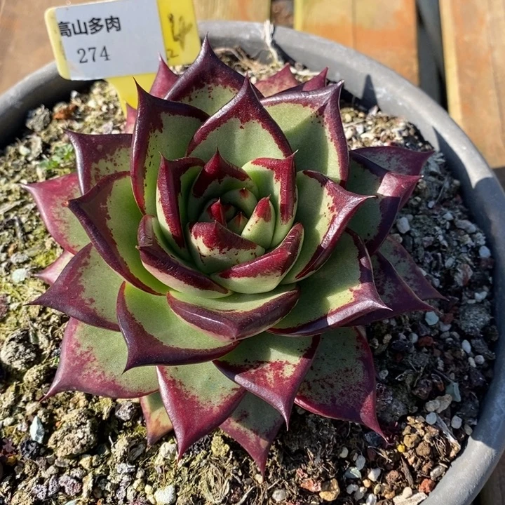 D274- 直播福利 乌木