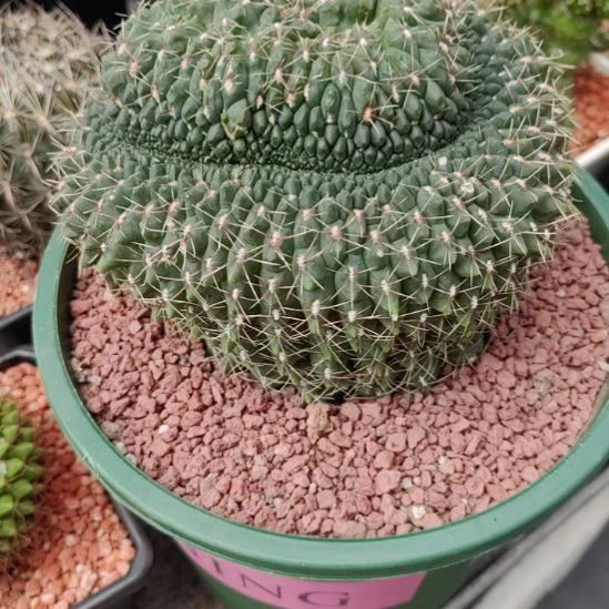 用***1实生绯花玉脱盆发货，