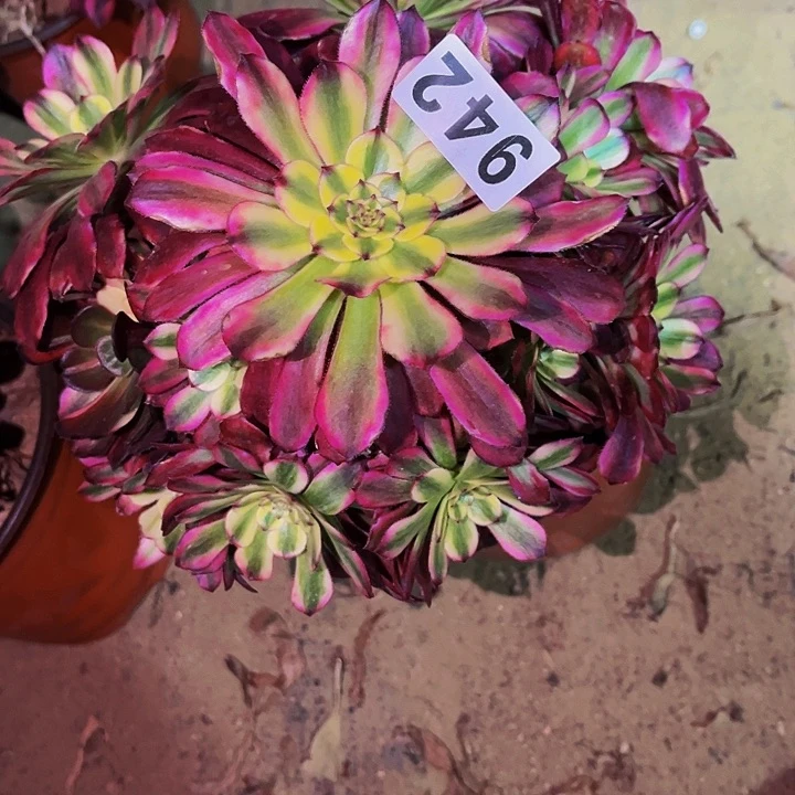 942红颜多肉植物处理不售后