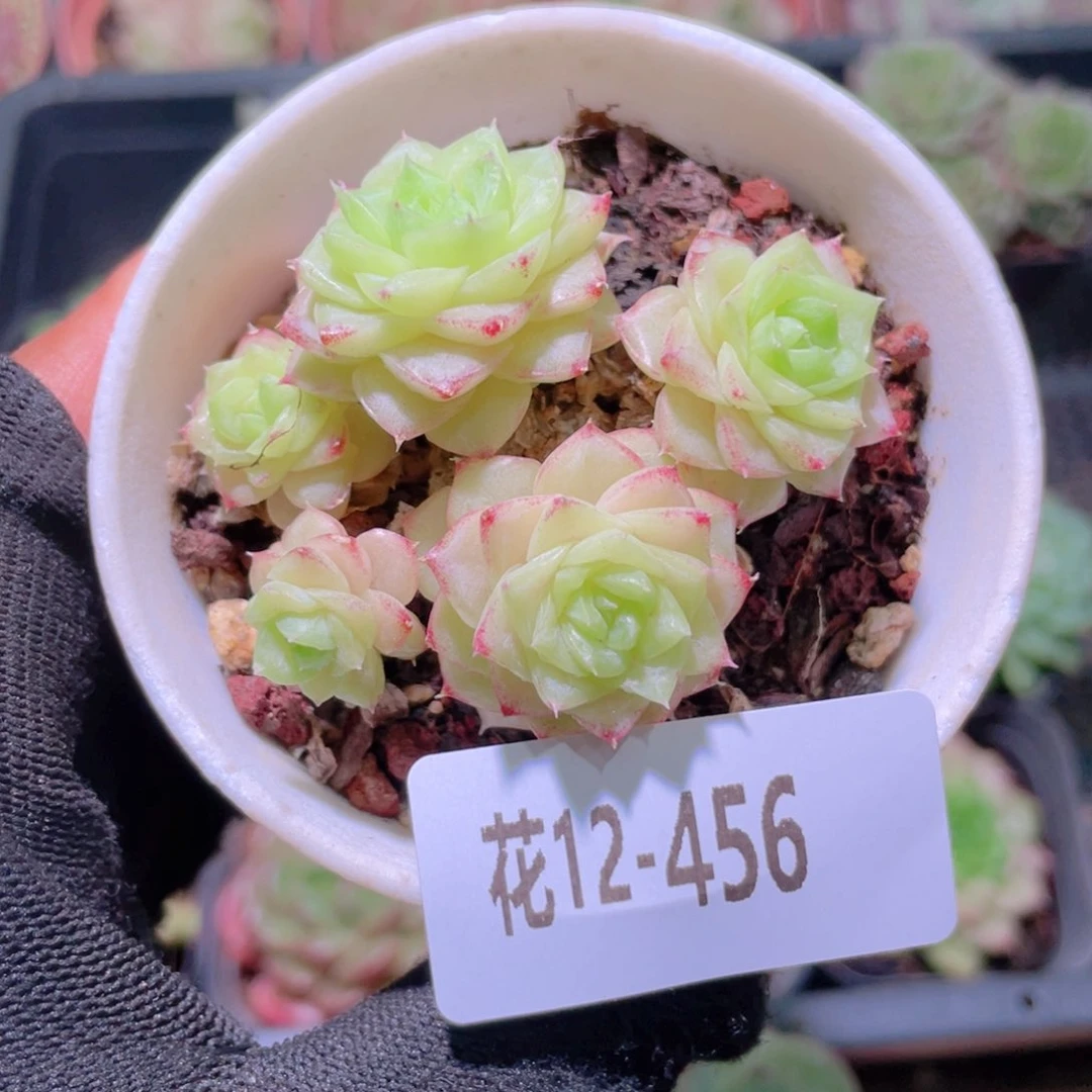 花利美12-456白天鹅