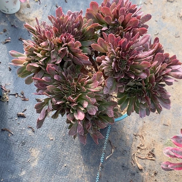 娜迦缀61多肉植物法师法师
