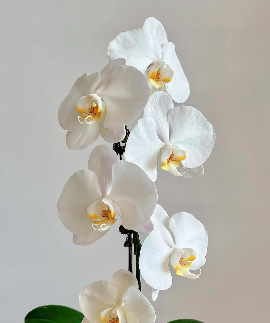 不带剑《大白V3》3.0寸杯/苗子发货不带花 /叶子瑕疵介意勿拍不售后