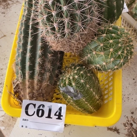 瑕疵的毛花柱c 614