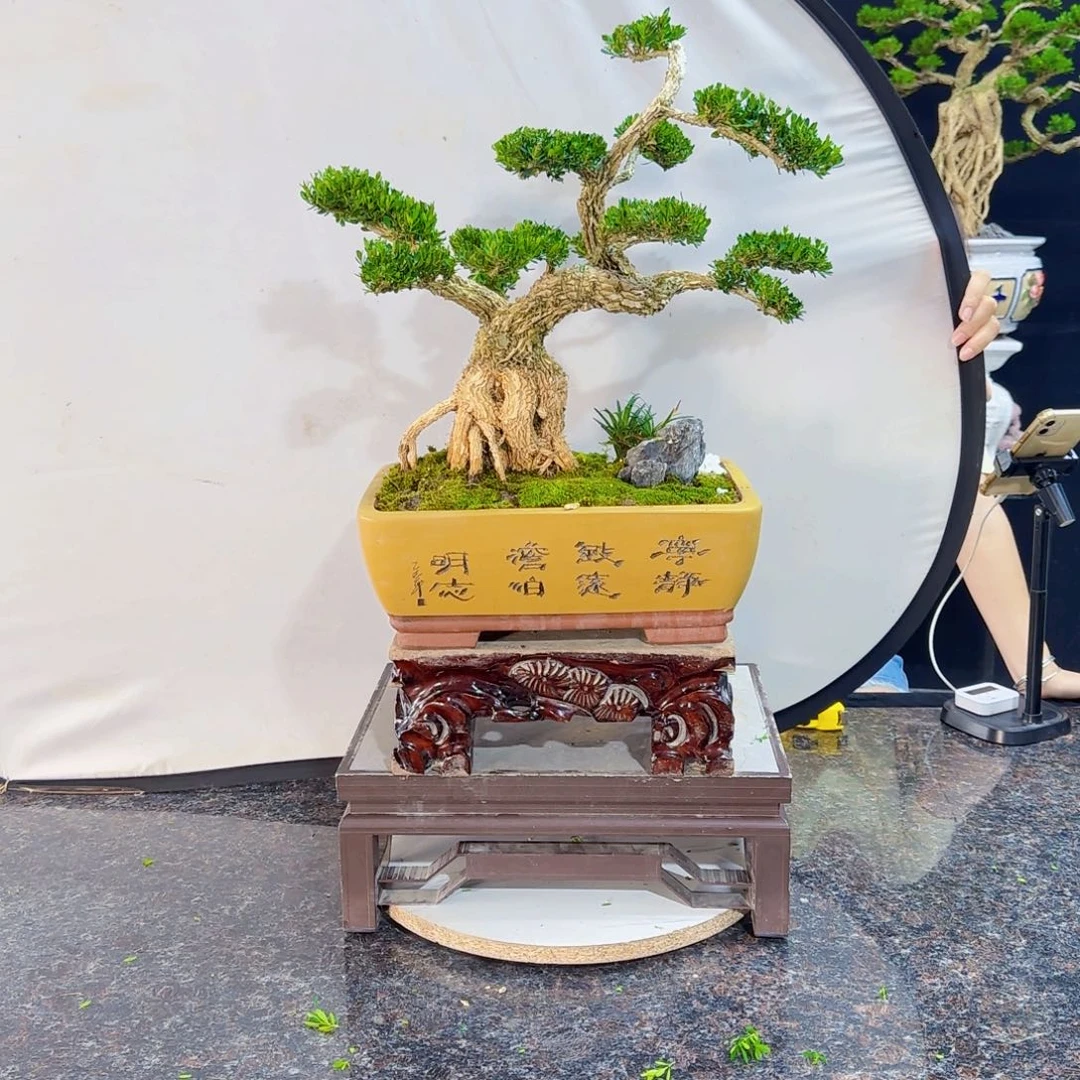 无花朵高端黄杨盆景艺术