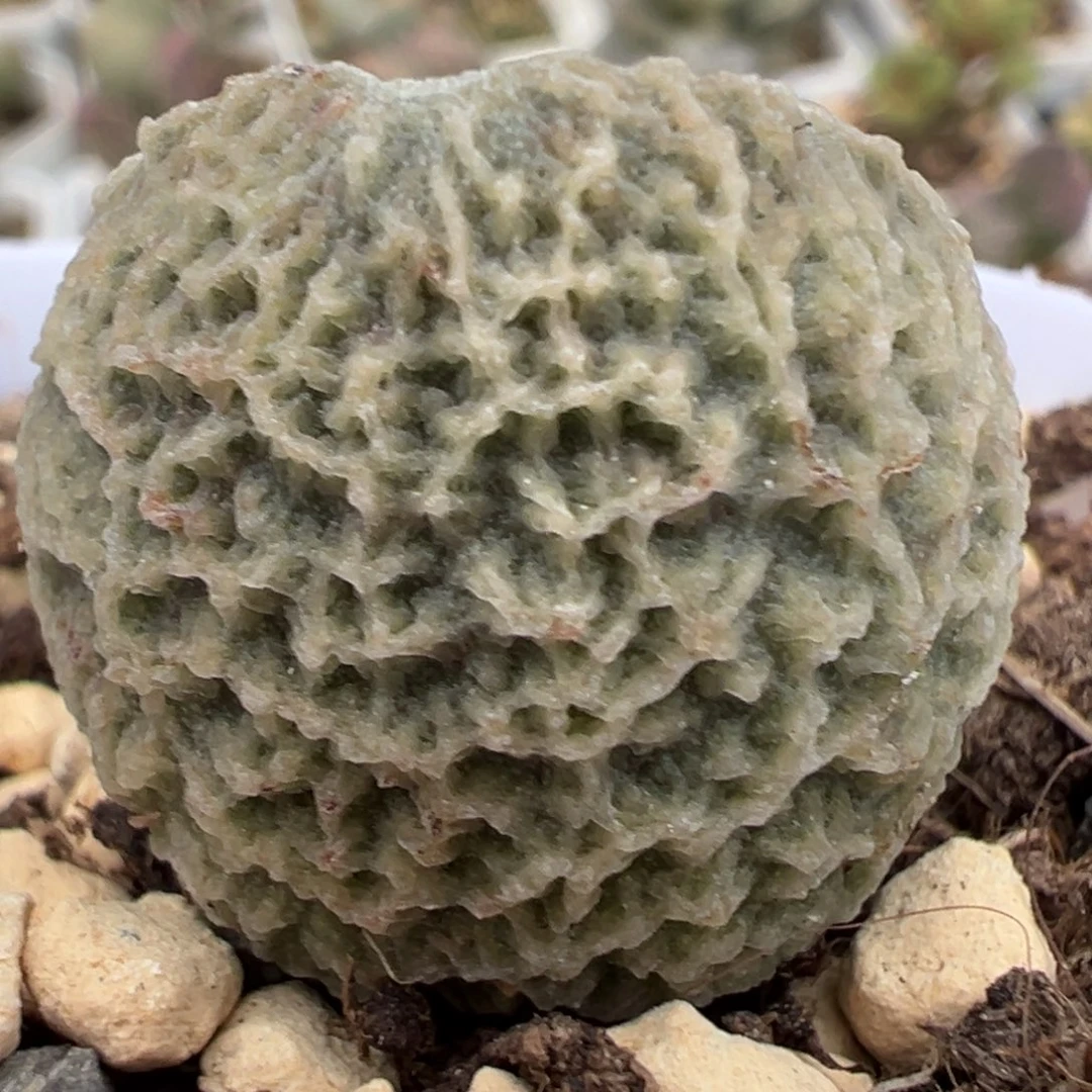 菲洛米娜大苗多肉植物