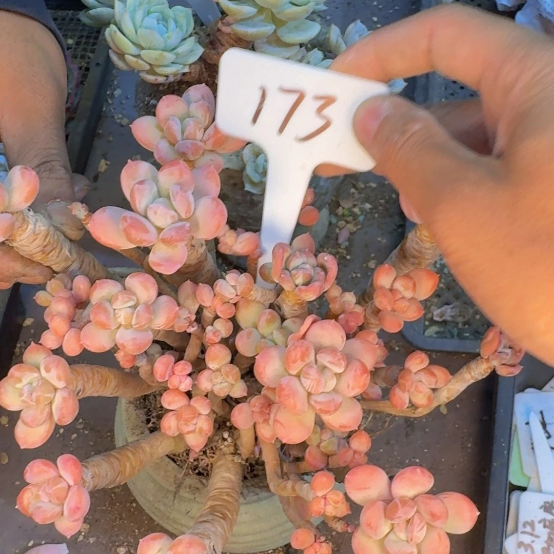 多肉植物的生长发育和