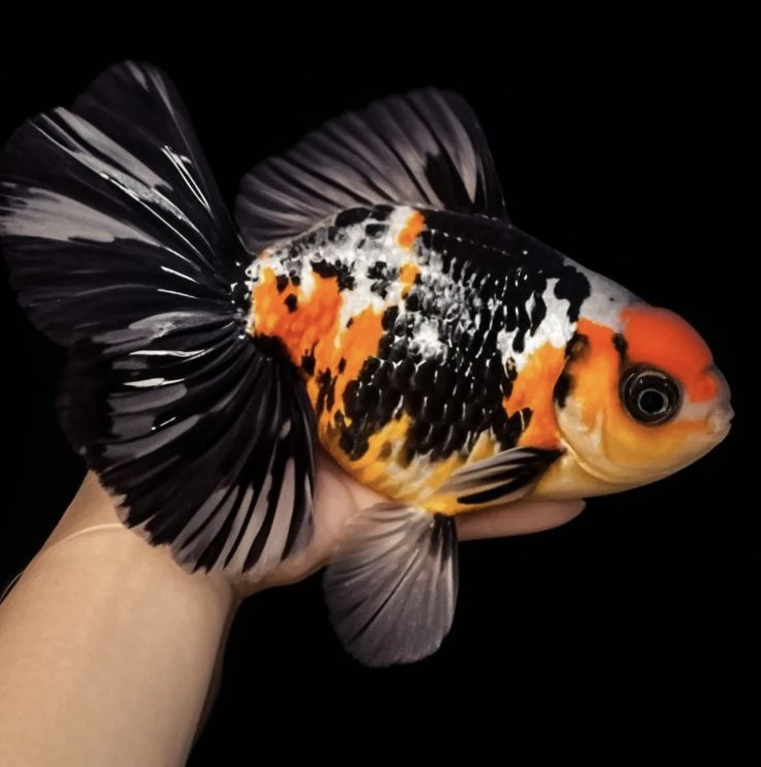 原泰宽尾将军f1