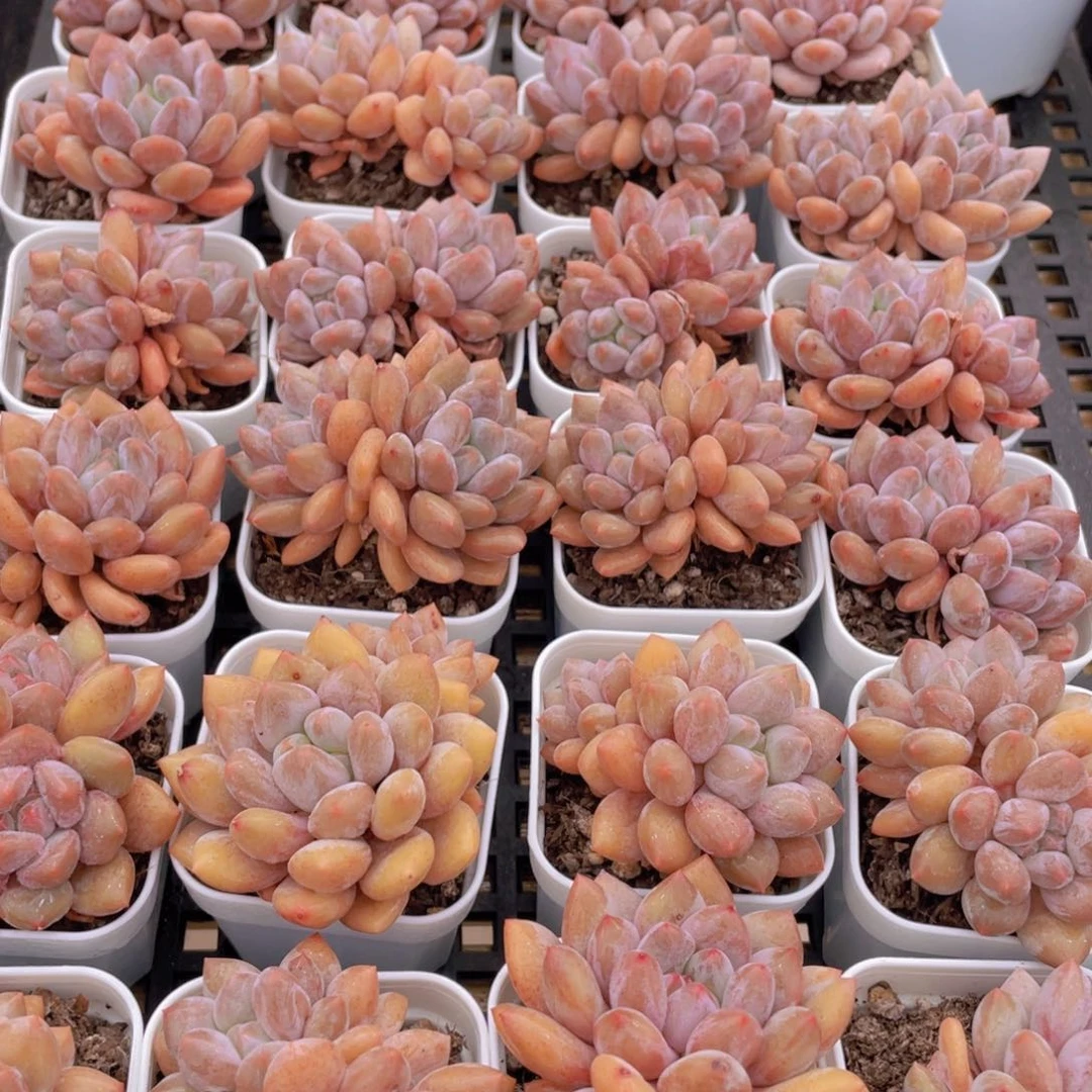 量拍15号 肥胖粉透半夏小双头一个