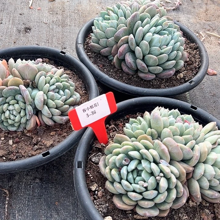 3.36百达一个脱土多肉