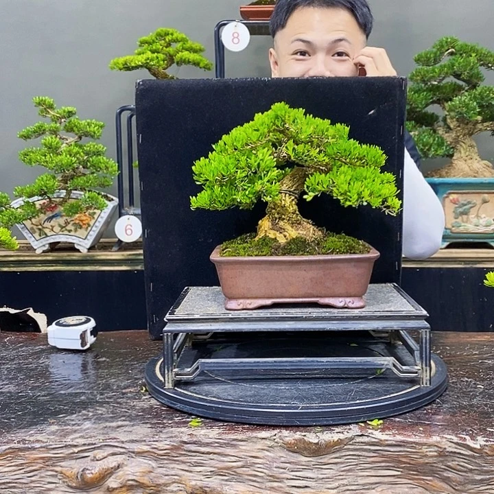 无花朵黄杨盆景四季常青