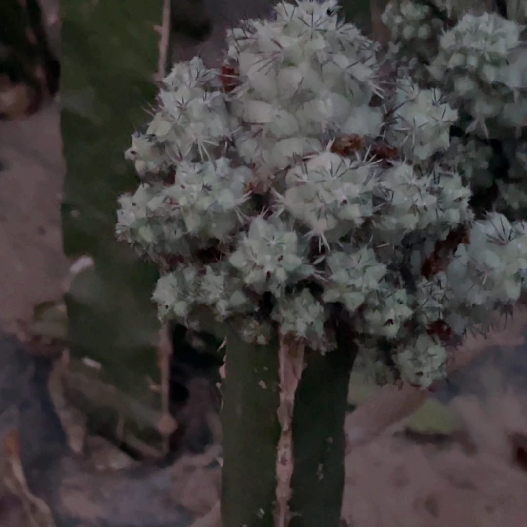 雨***心蒂王丸 嫁接 无根群
