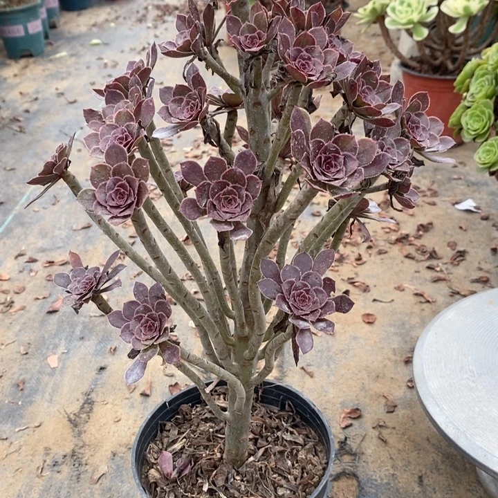 灰法多肉植物060