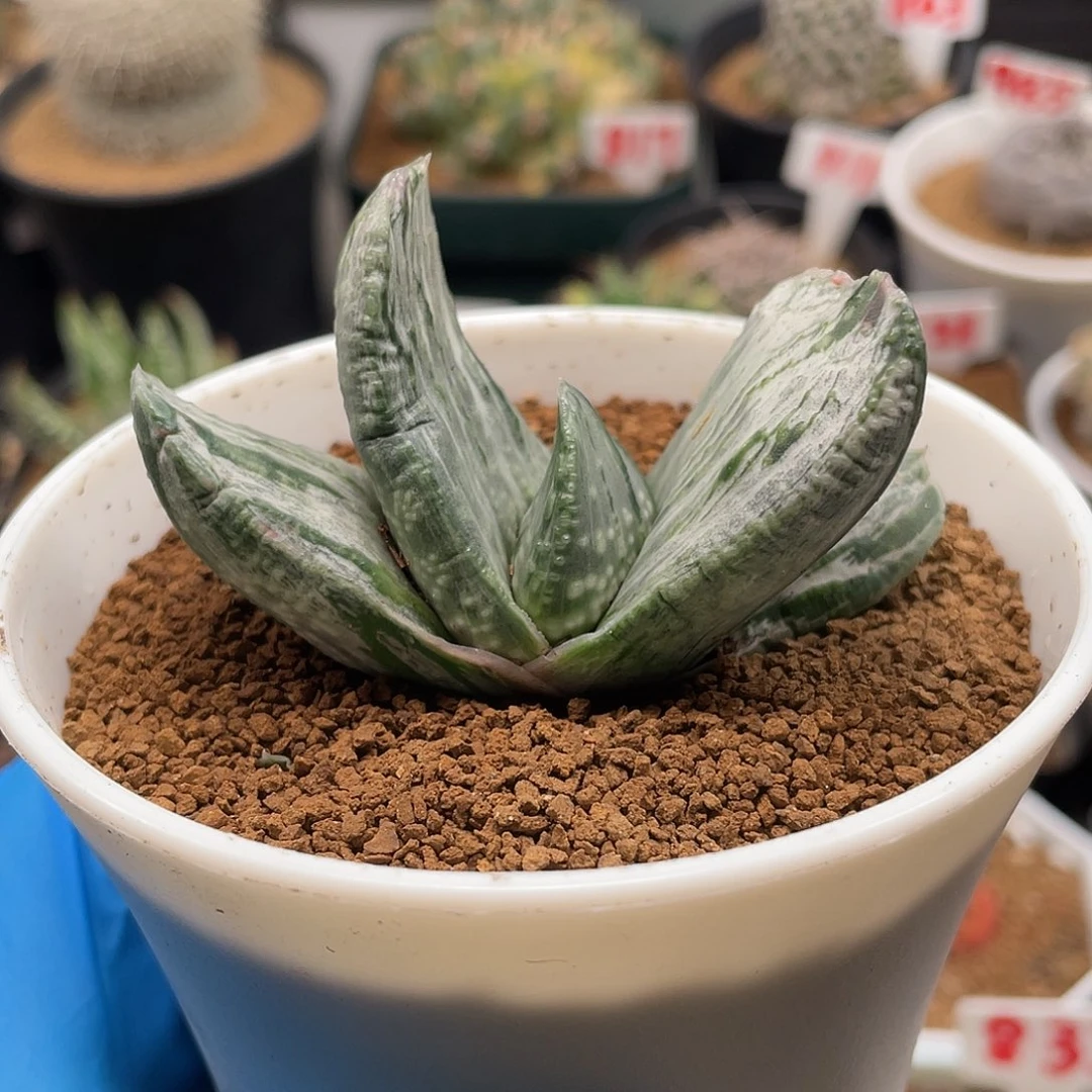 实生短宽叶旋转白锦卧牛仙人球