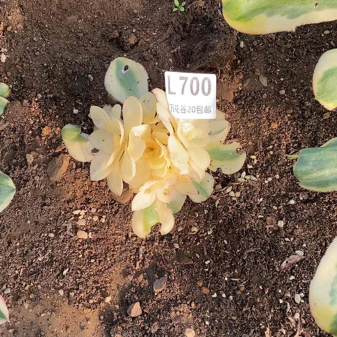 萧**姐700燕姿锦多肉植物