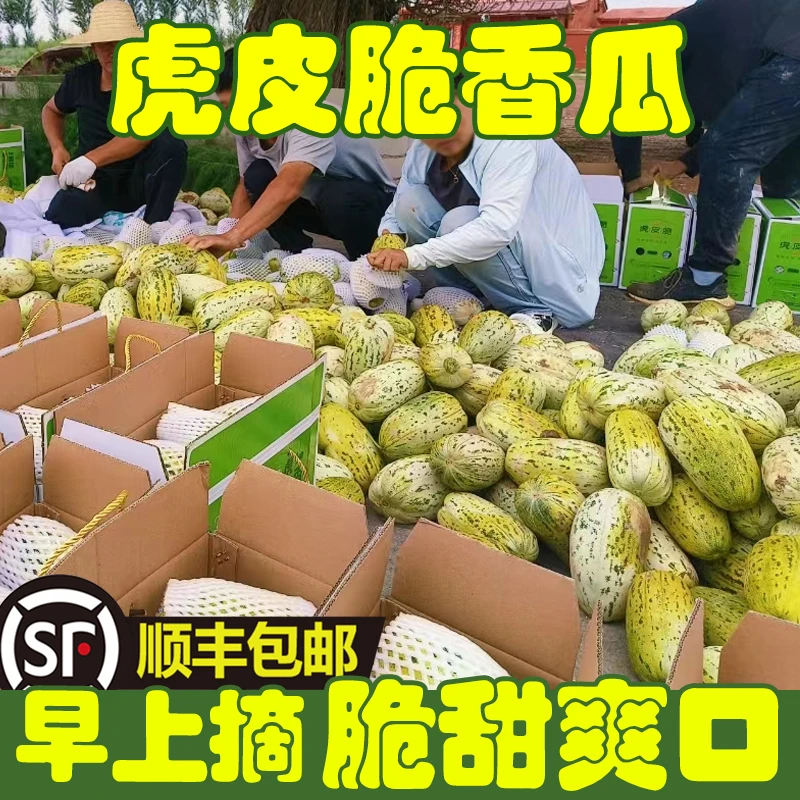 【顺丰到家】内蒙古五原虎皮脆香瓜8斤脆甜爽口现摘新鲜直达内蒙古自治区