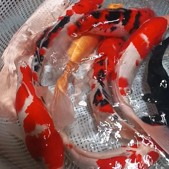 锦鲤包邮开箱包活到家