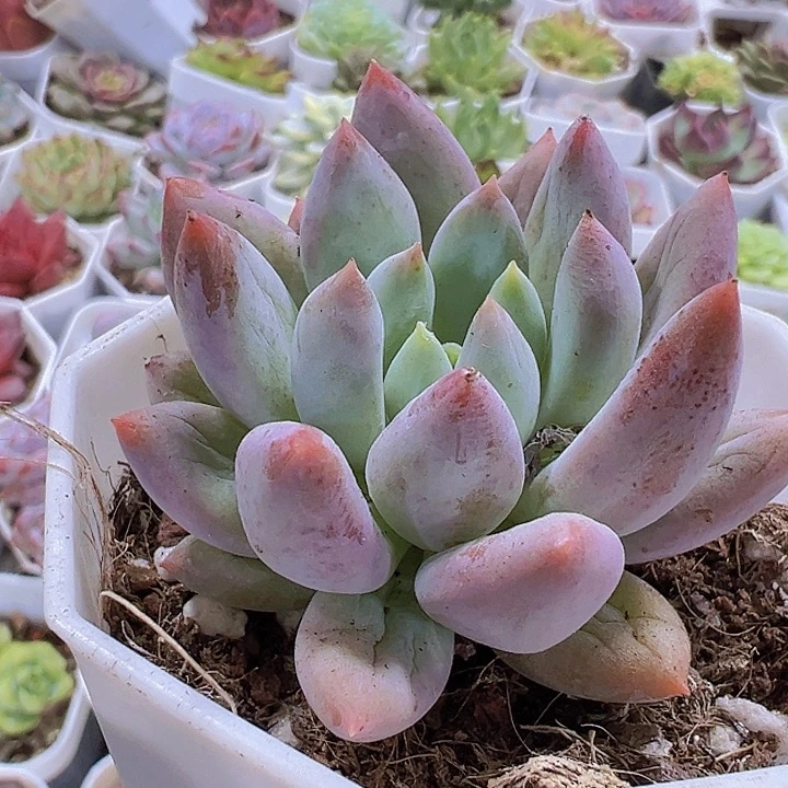 所罗门19包邮多肉植物