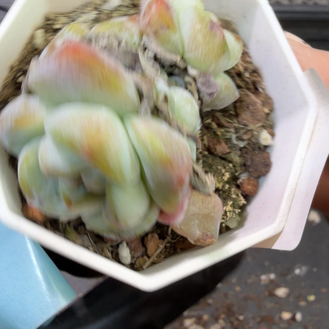 135 号到手1框江北多肉