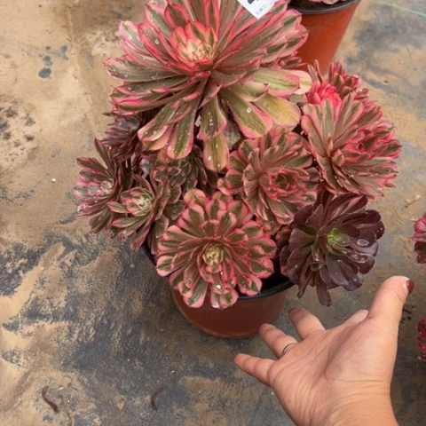 417白月光手捧多肉，