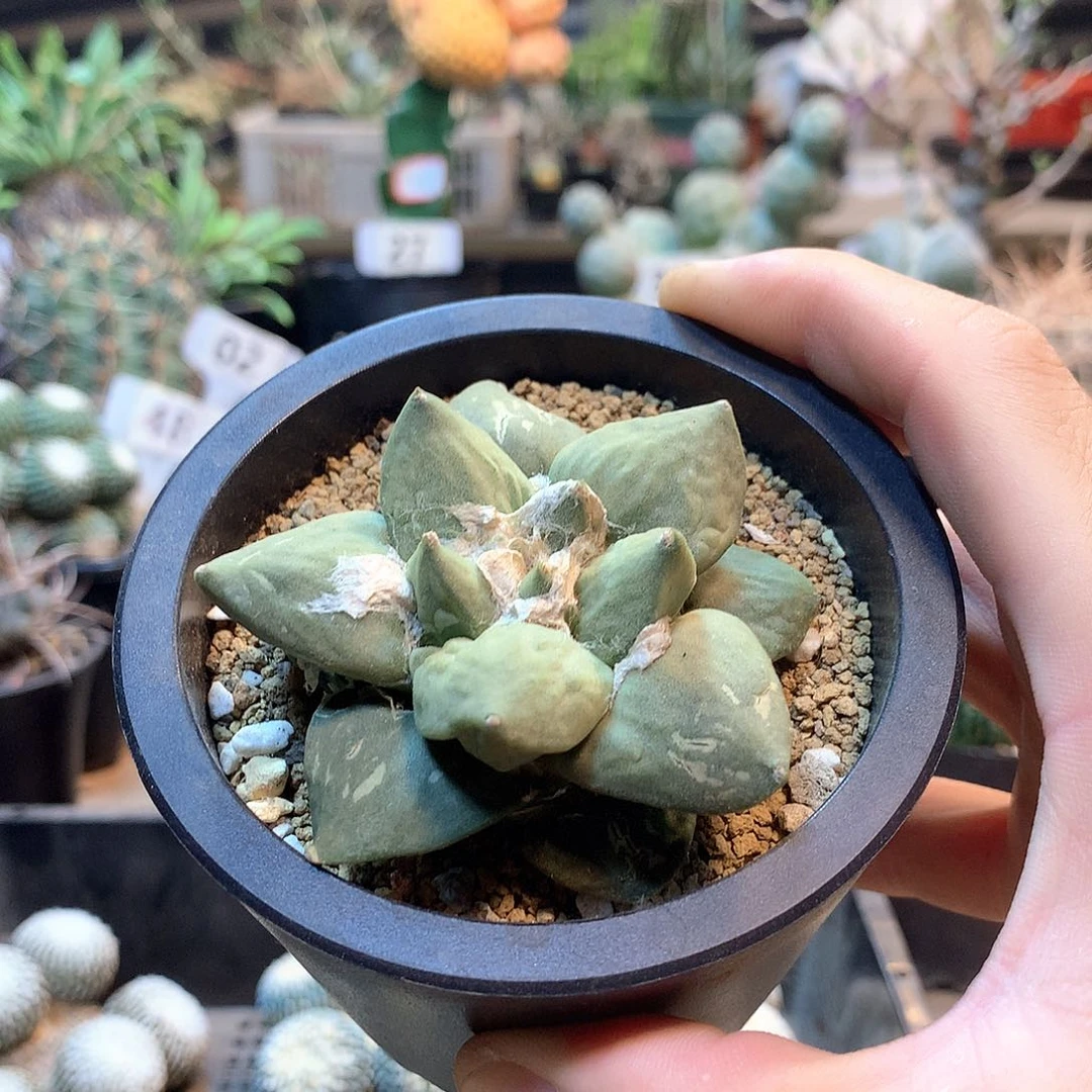 自根玉牡丹