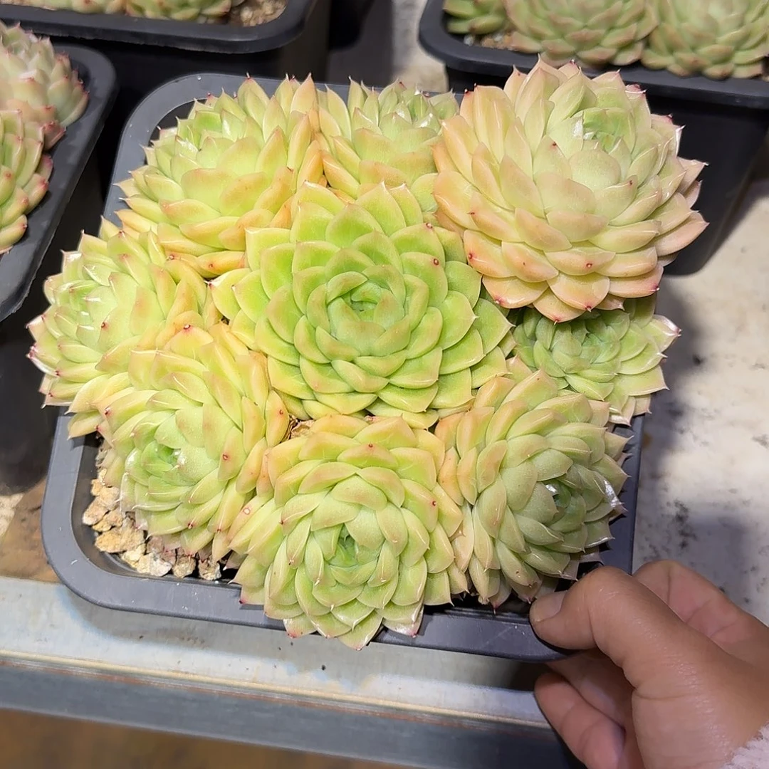 麦秆整无砍老桩多肉