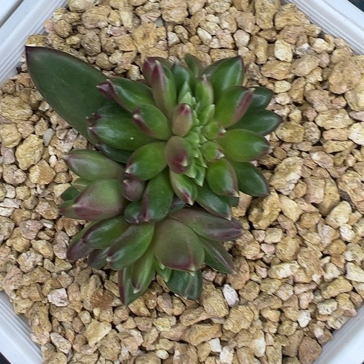 柏拉图缀化111111