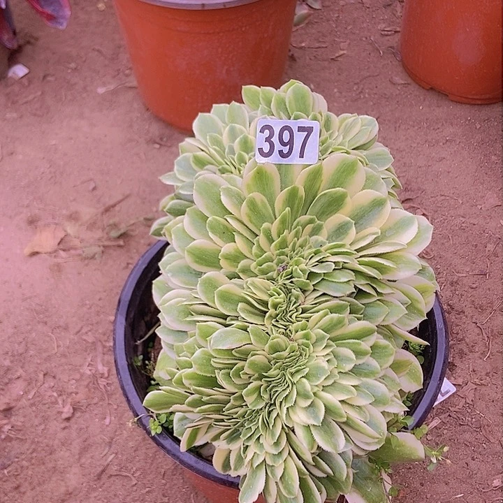 397迈巴赫缀小板子