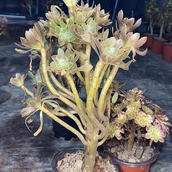 原始绿多肉植物052