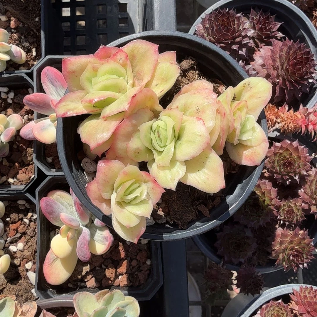 冰玫瑰金多肉植物