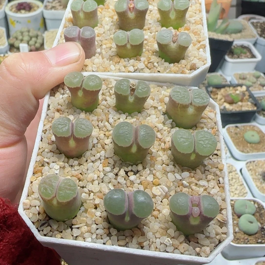 ?****?多肉植物磁铁群39号