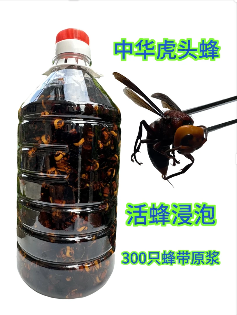 广西中华虎头蜂金环虎头蜂黑尾虎头蜂（中华虎头蜂300只）