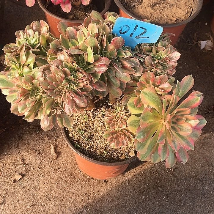 012 一颗洛神zhuihua法师