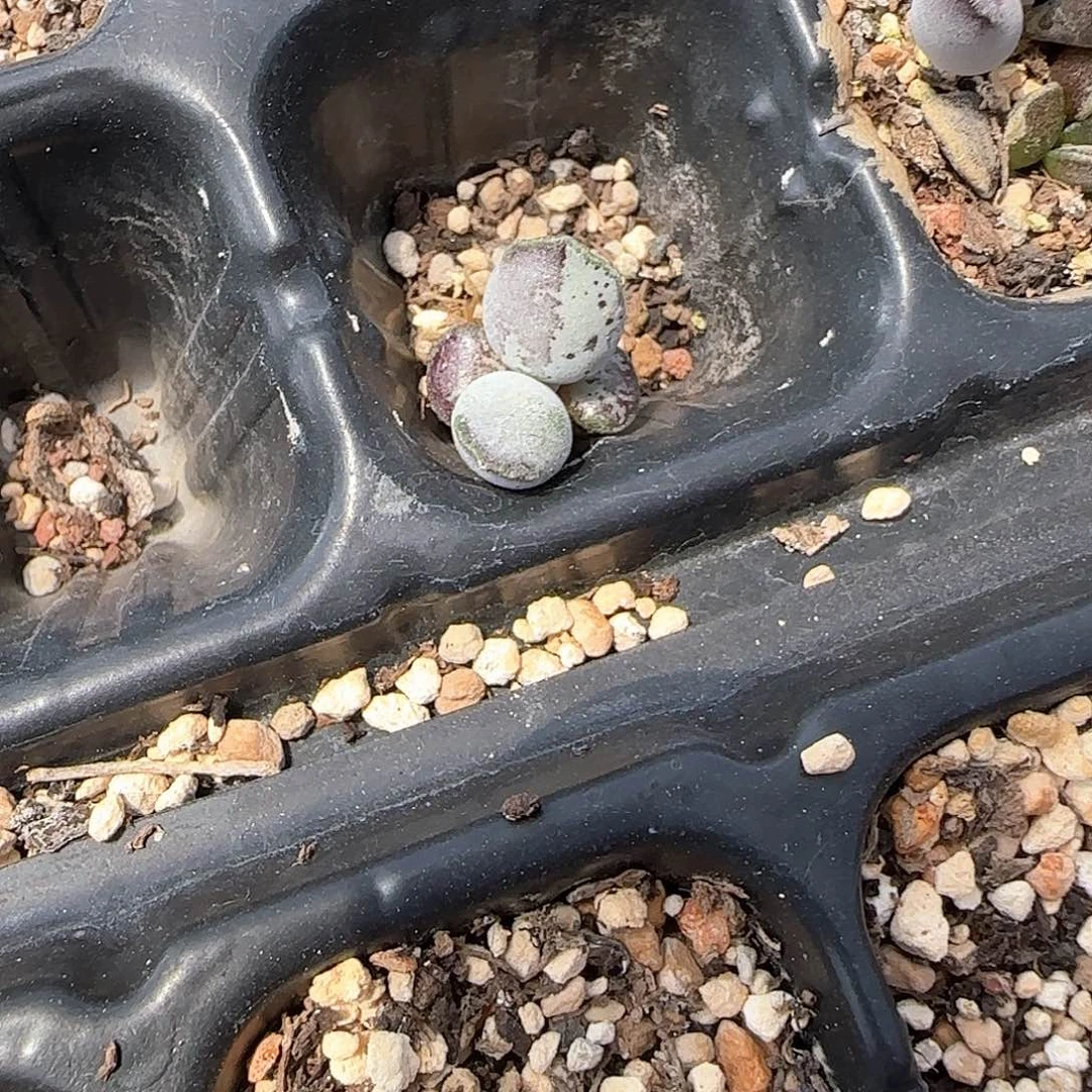 ㉿***㉿丸叶紫海豹水泡多肉