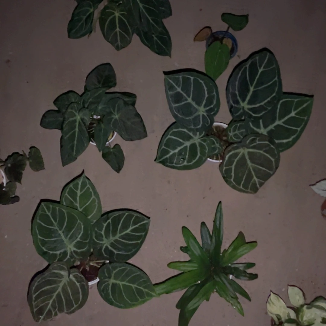 完全开放8颗植物