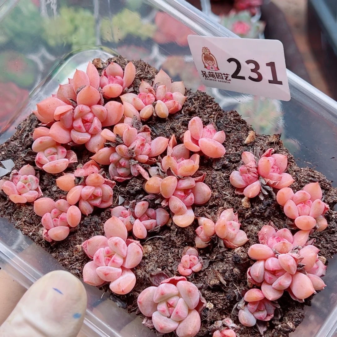 多肉植物多肉植物