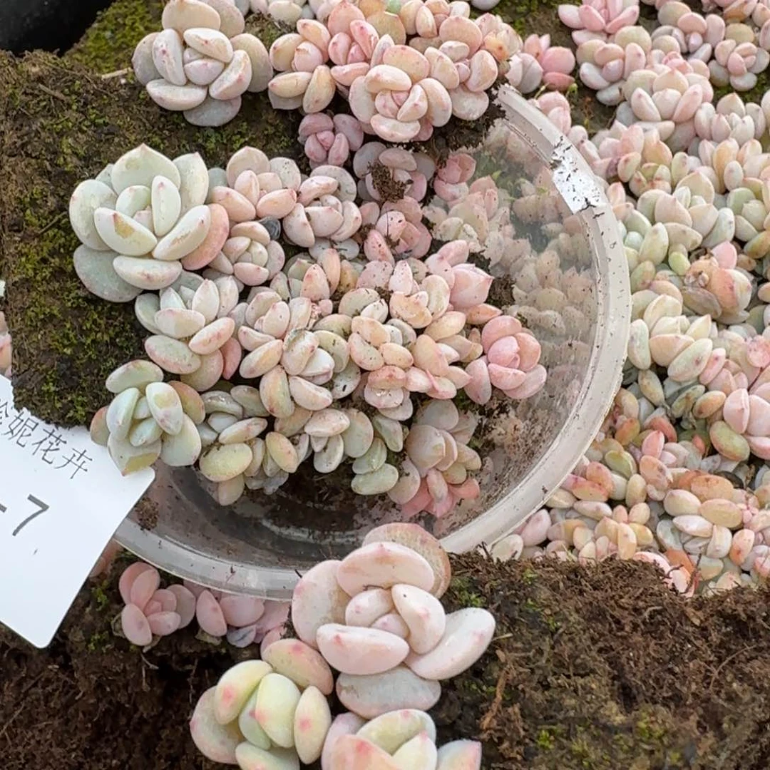 粉色奶盖切糕一盒量拍24-7