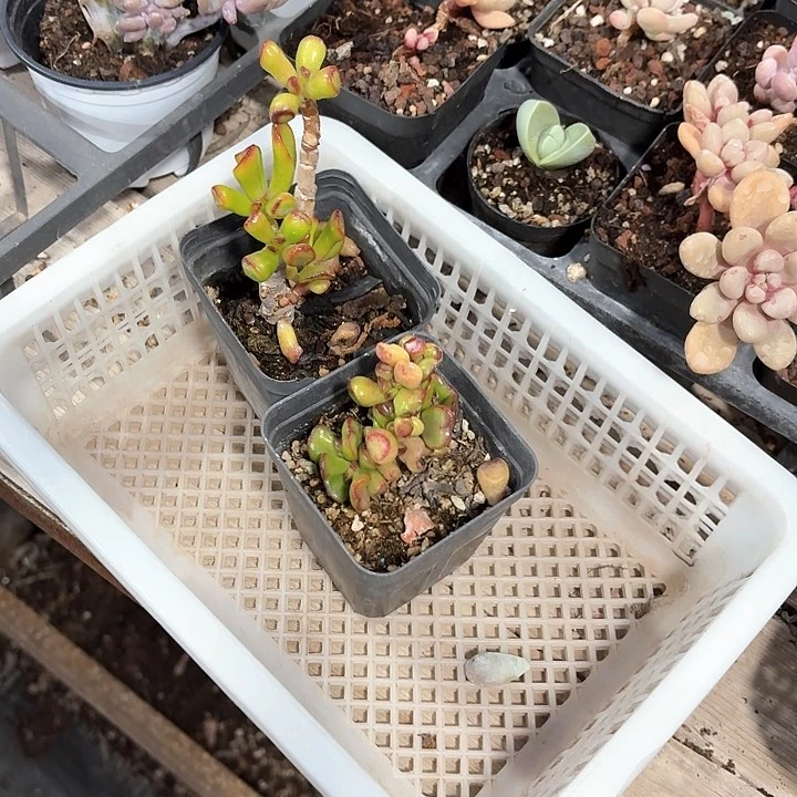 马*筱西南部。吗 420