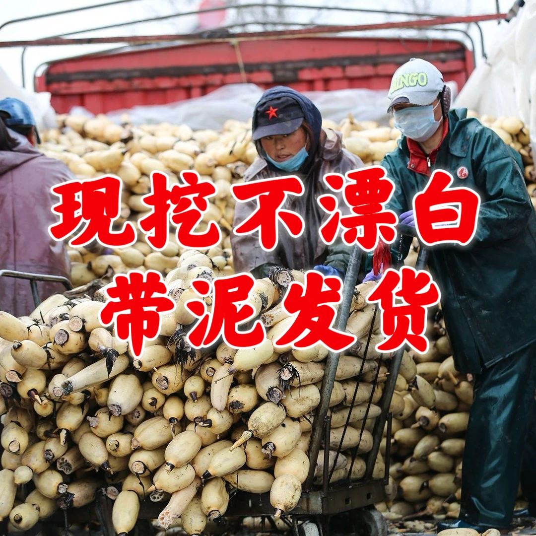 今年新藕不漂白农家安徽自种现挖新鲜莲藕脆藕粉藕煲汤炒菜佳品