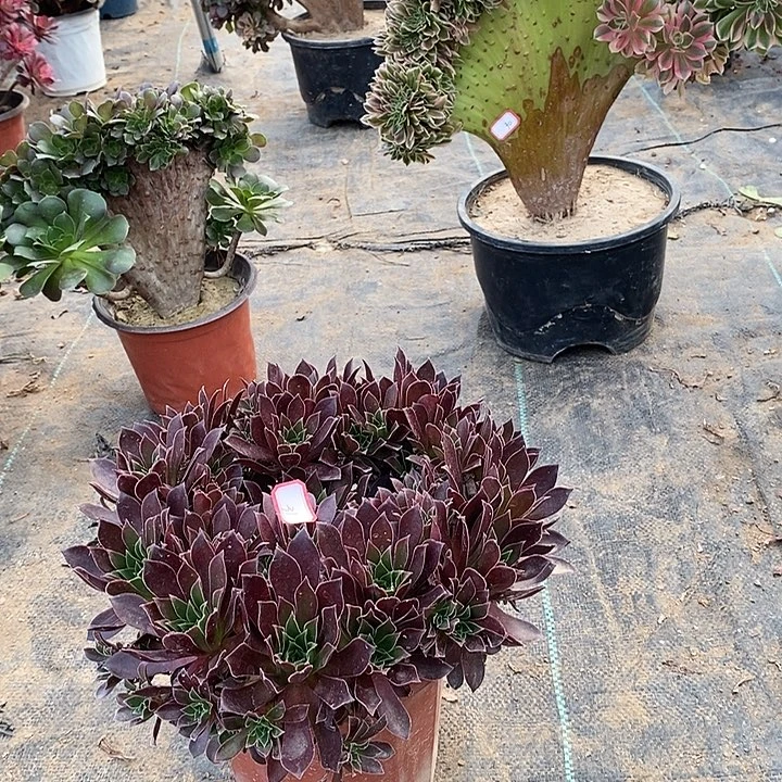 31，火凤凰多肉法师多肉法师