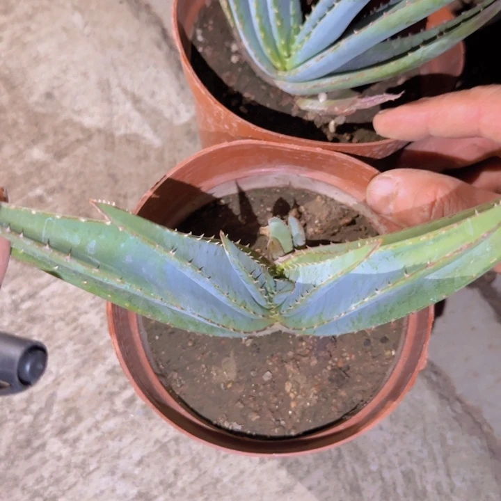 w***t块根植物块根植物