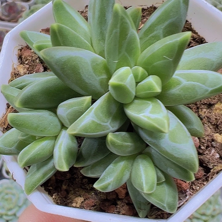 梵高19包邮多肉植物