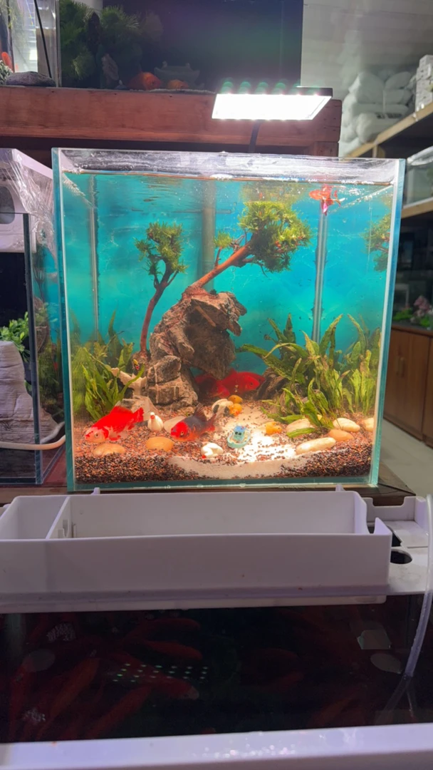 鱼缸加造景 全套