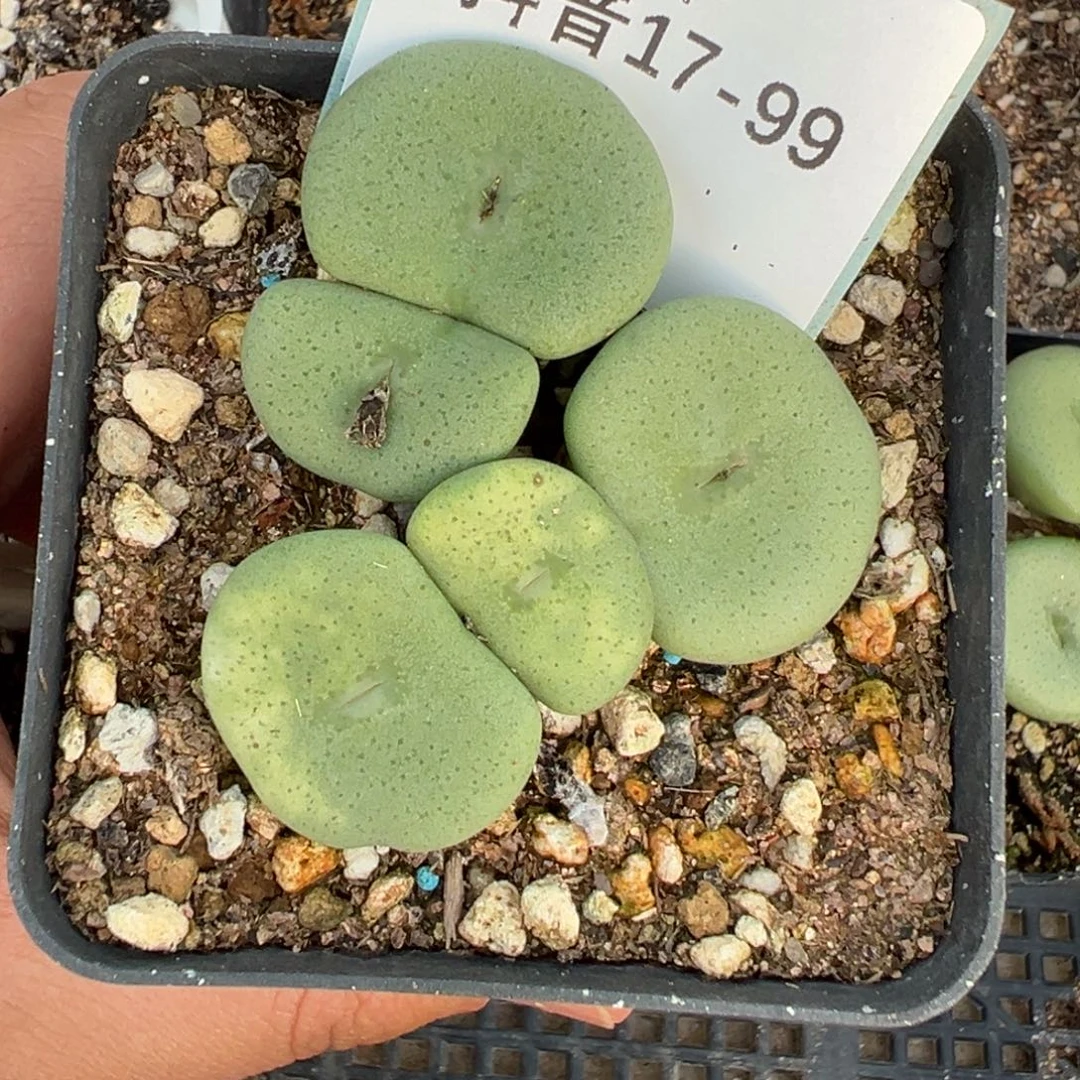 17-99肉锥多肉植物，