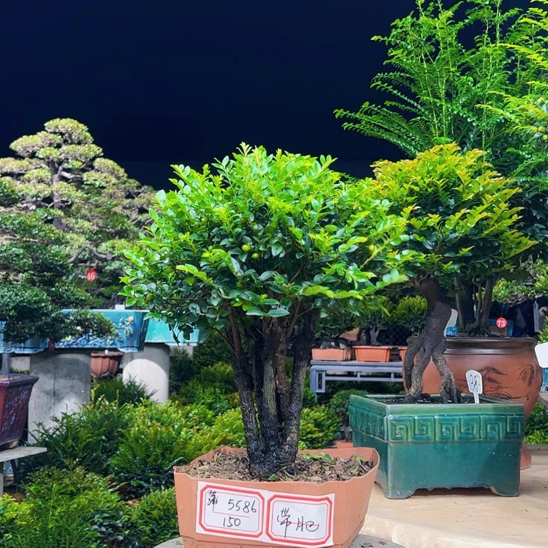 当前无花朵，栽培后可花朵蒲***h