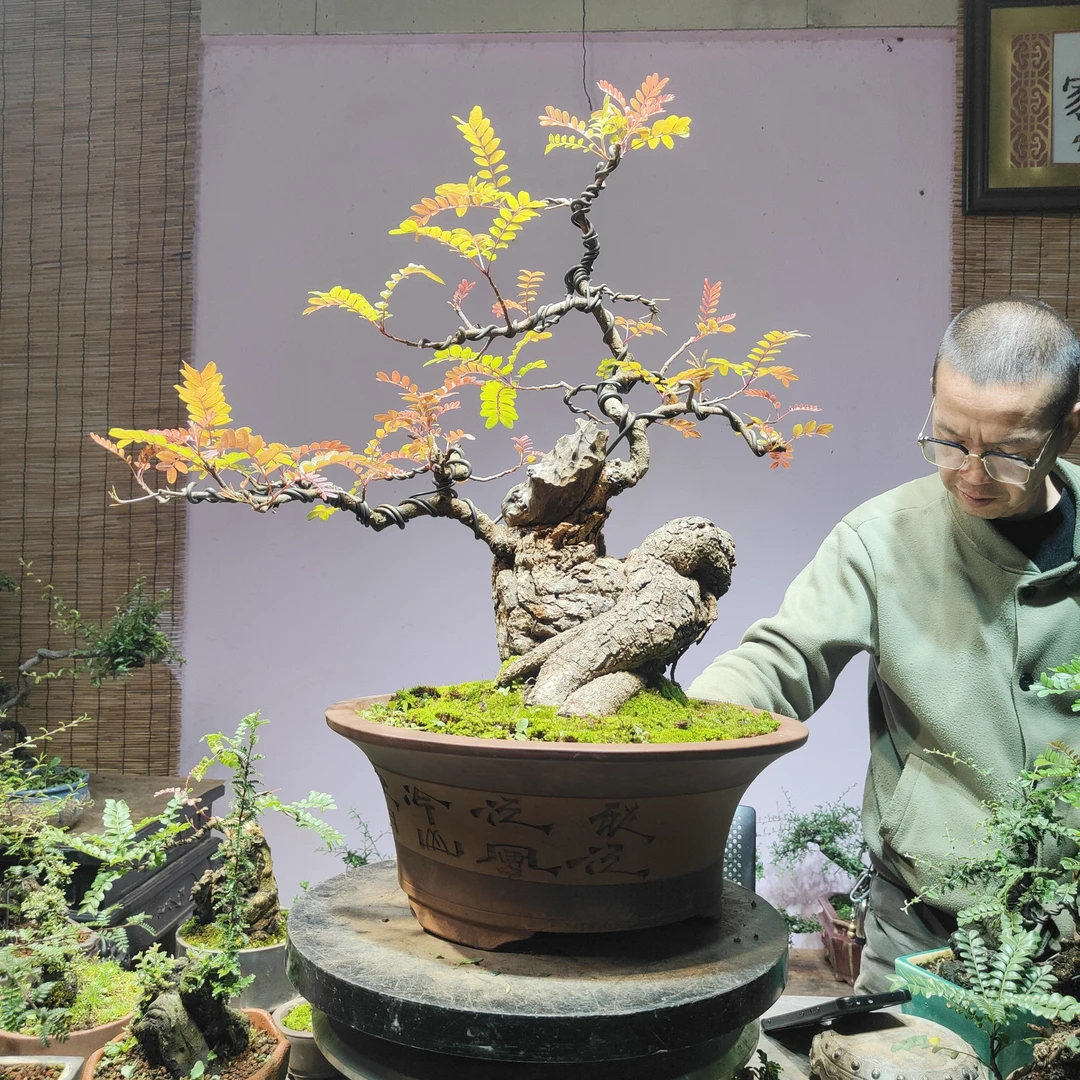 谢胡子盆景清香木老桩盆景